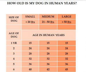 How Old Is My Dog in Human Years