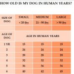 How Old Is My Dog in Human Years